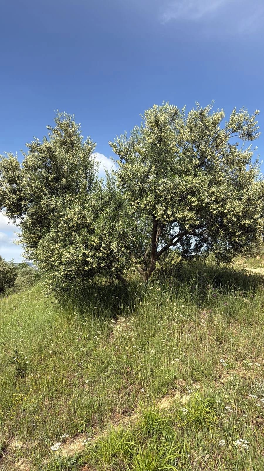The olive groves of the Sulova Valley