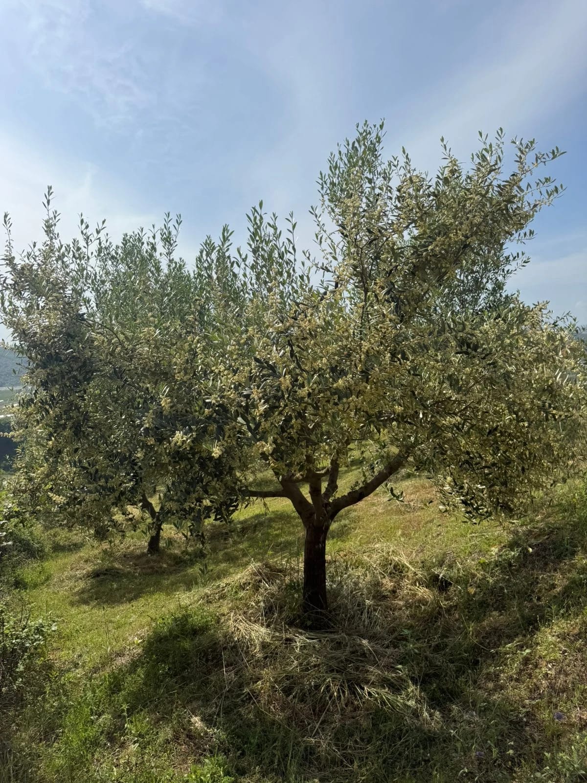 From branch to careful selection