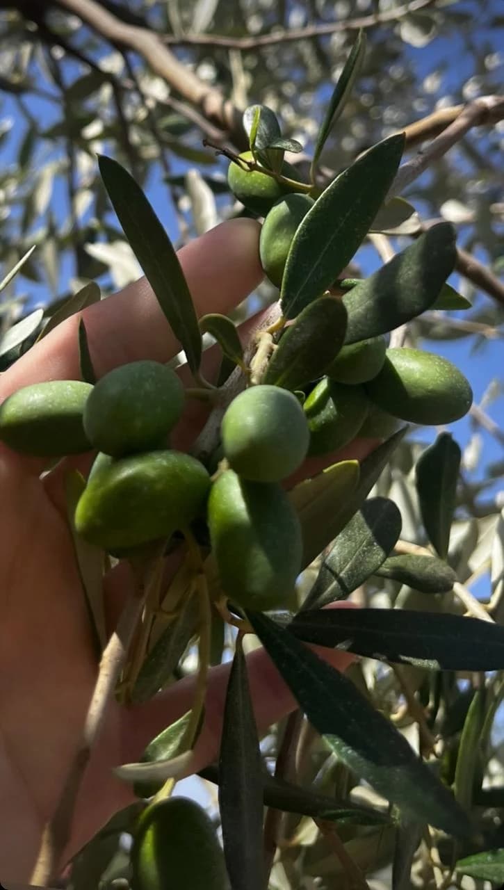 Tokë e pasur në duar